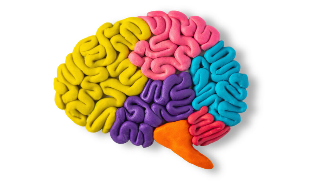 Brain made of different coloured clay.