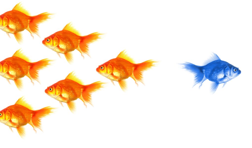 Blue goldfish swimming in the opposite direction to a group of goldfish